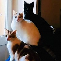 Dall’alto verso il basso: Achille (informatico), Eco (Biotecnologa e presidente), Ezio (il Poeta)