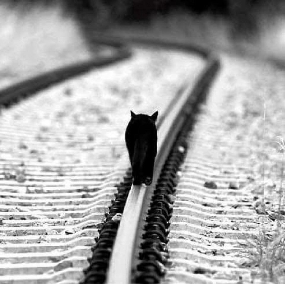 Street Cat Photography