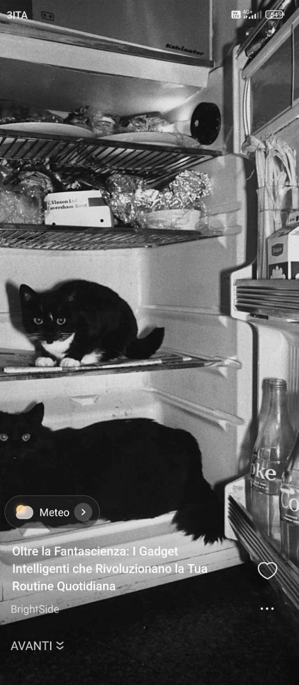 Cats in the Fridge