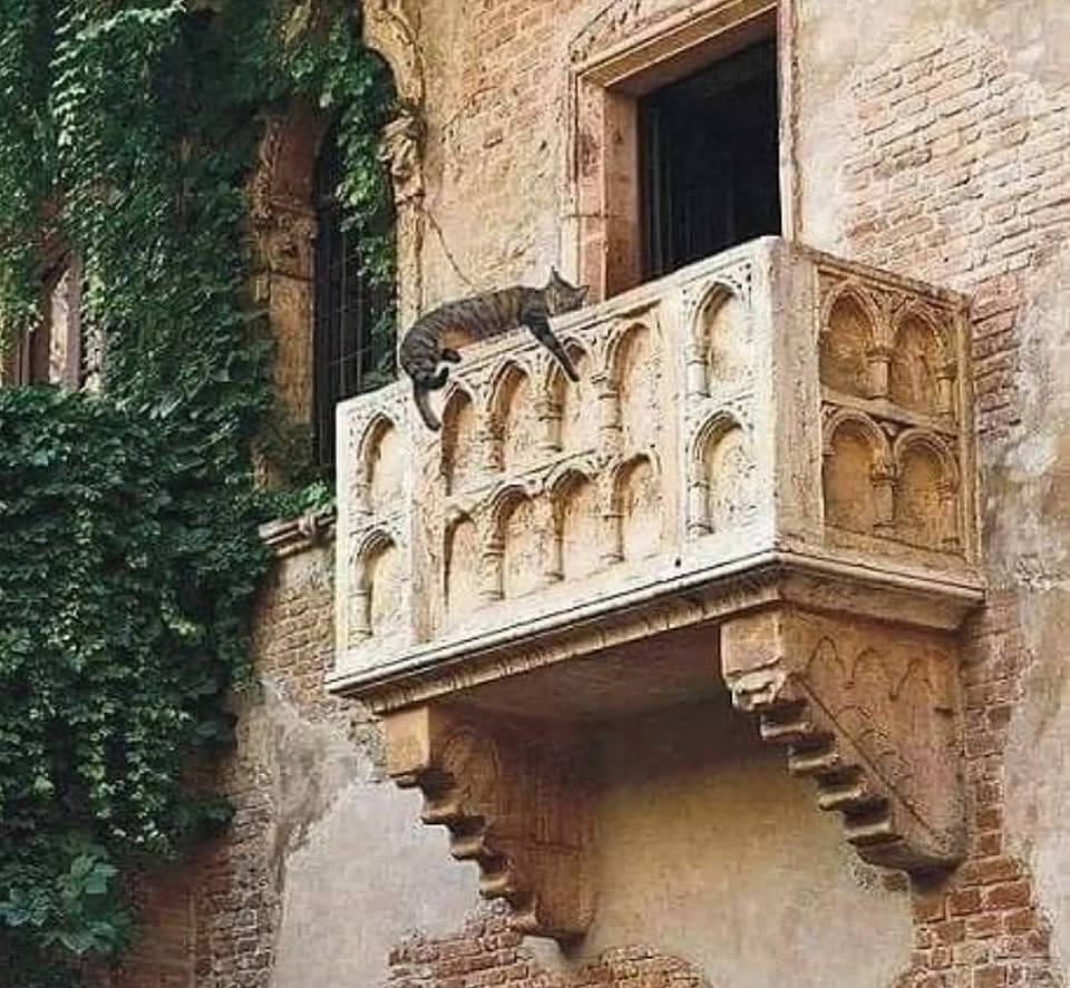 Equilibri felini (Shakespeare)