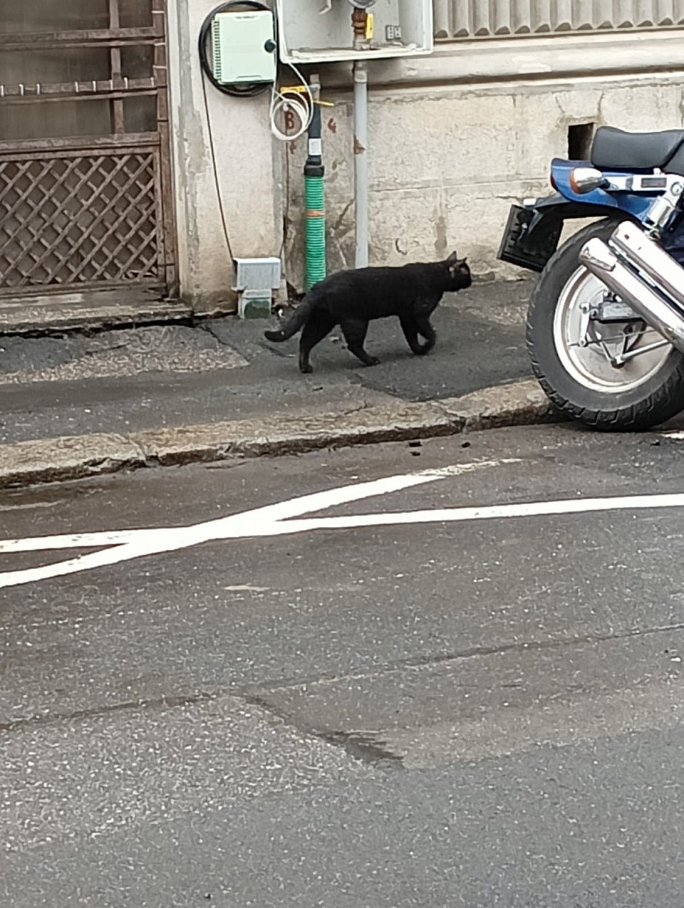 Bucarest Stray Black Cat