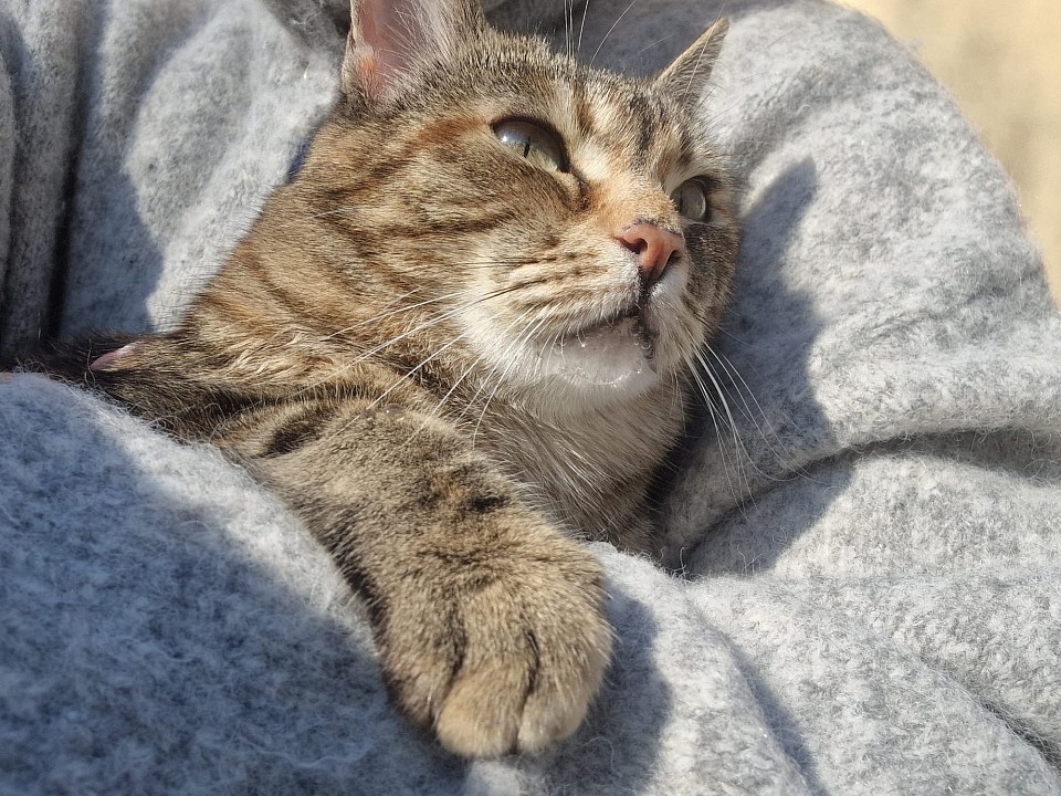 Taki, The Hospice Queen Cat in Rieti (Italy)