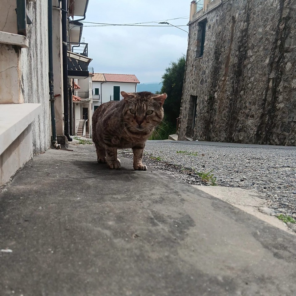 Tigri